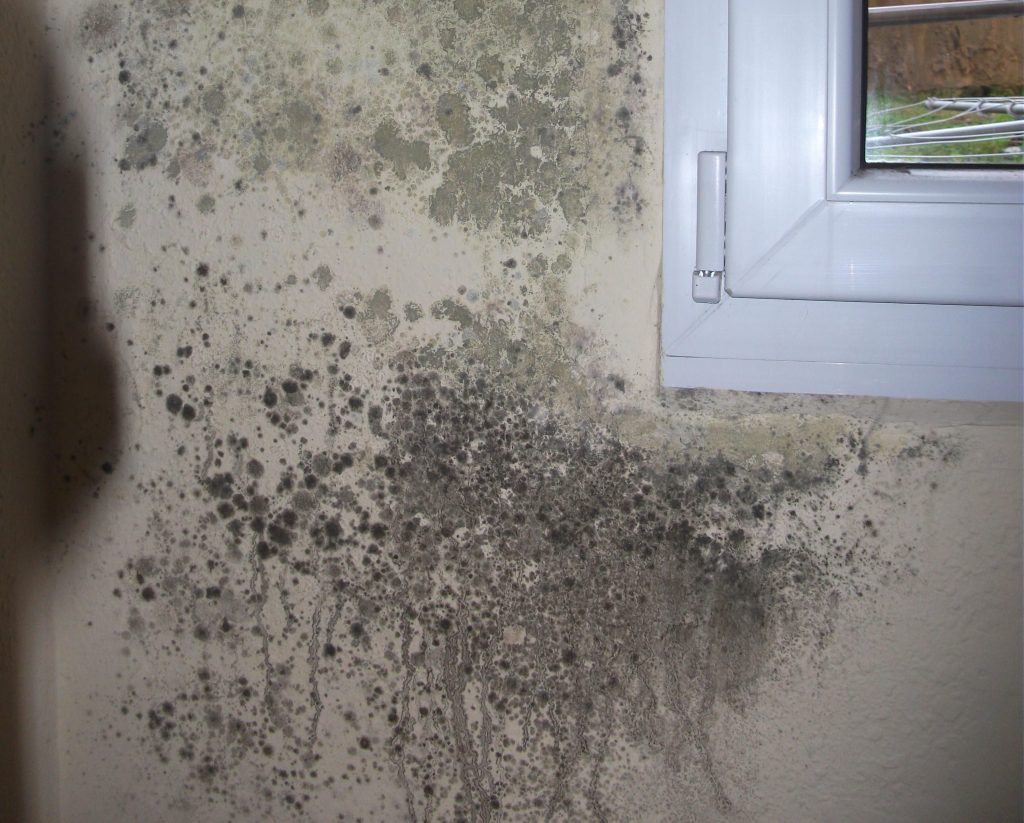 cómo quitar el moho de las paredes